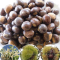 chestnut for sale in china shandong